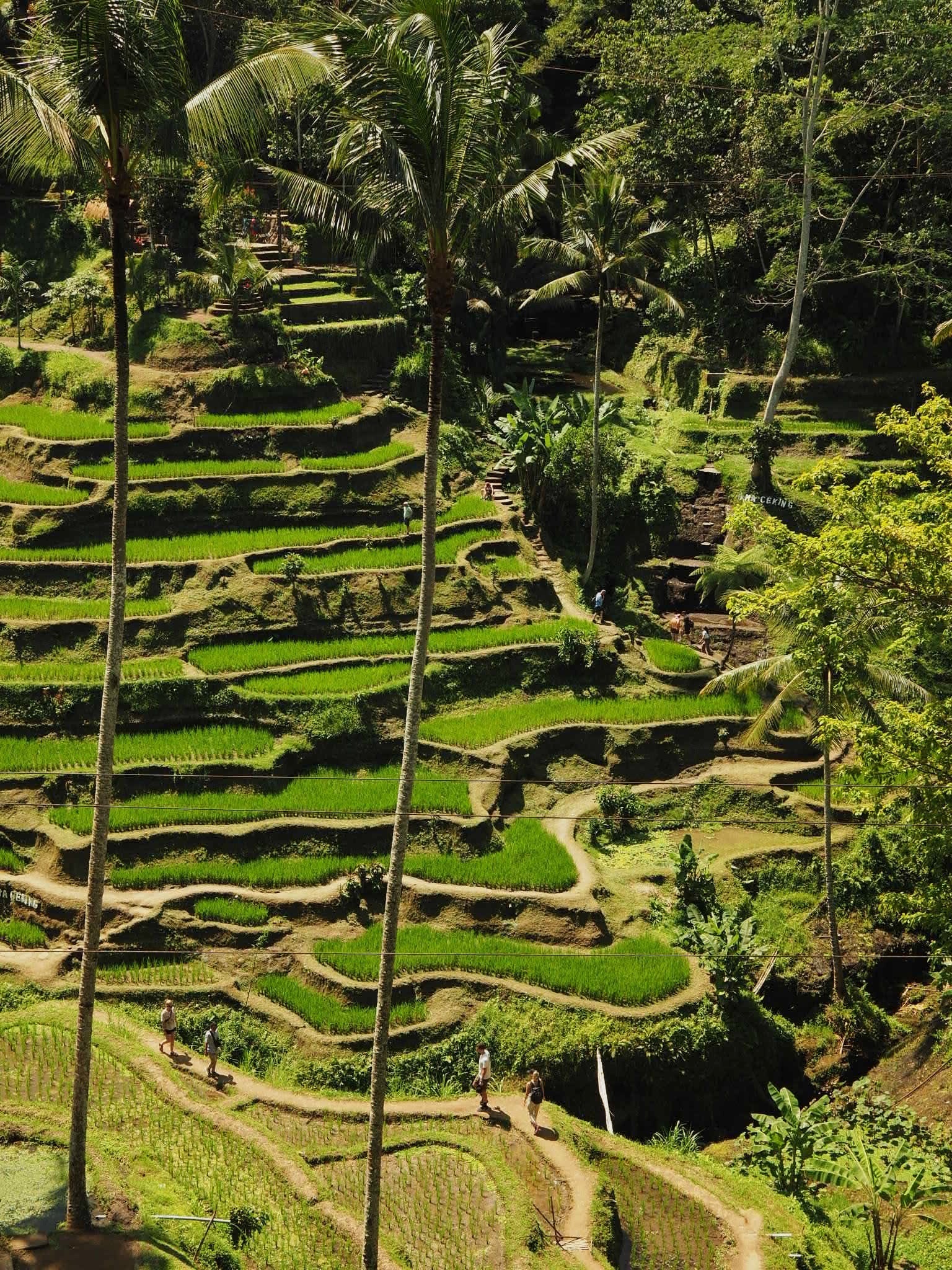 Things to Do in Ubud: Hidden Gems Beyond the Tourist Trail
